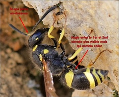 Ancistrocerus reconditus