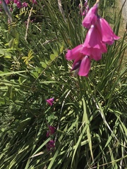 Dierama pendulum