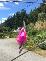Dierama pendulum