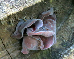 Auricularia angiospermarum