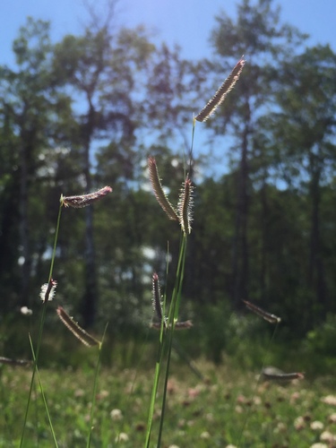 Blue Grama