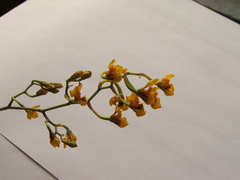 Cyrtochilum densiflorum