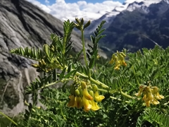 Astragalus penduliflorus