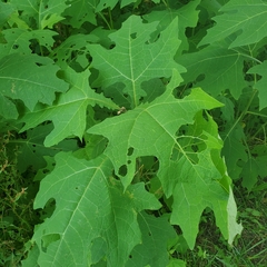 Smallanthus uvedalia