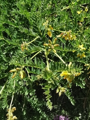 Astragalus penduliflorus