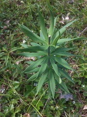 Lilium philadelphicum