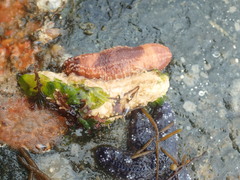 Eupentacta quinquesemita