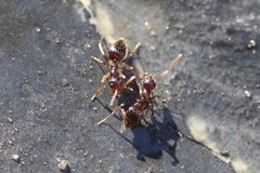 Prenolepis imparis