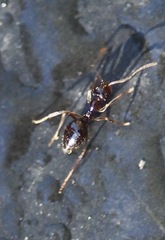 Prenolepis imparis