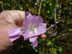 Sidalcea calycosa rhizomata