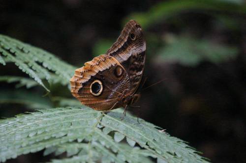 Gold-edged Owl-Butterfly