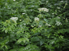 Chaerophyllum aromaticum