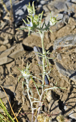 Eriastrum diffusum