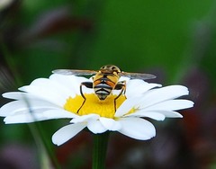 Mesembrius peregrinus