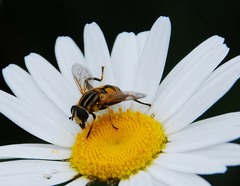 Mesembrius peregrinus