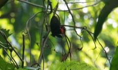 Parides erithalion polyzelus