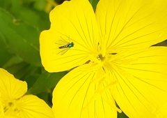 Condylostylus flavipes