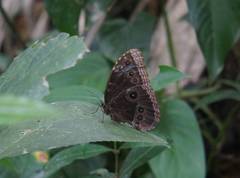 Morpho helenor montezuma