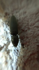 Elateridae