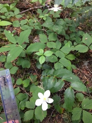 Anemonastrum deltoideum