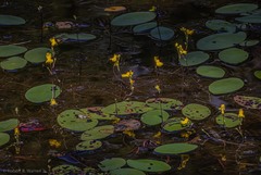 Utricularia geminiscapa