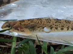 Etheostoma coosae