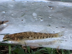 Etheostoma coosae