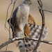 Chilean Hawk - Photo (c) javiergross, some rights reserved (CC BY-NC), uploaded by javiergross