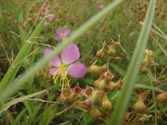 Rhexia mariana interior