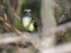 Nesotriccus incomtus