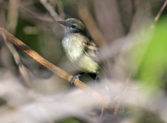 Nesotriccus incomtus