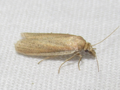 Bandera binotella