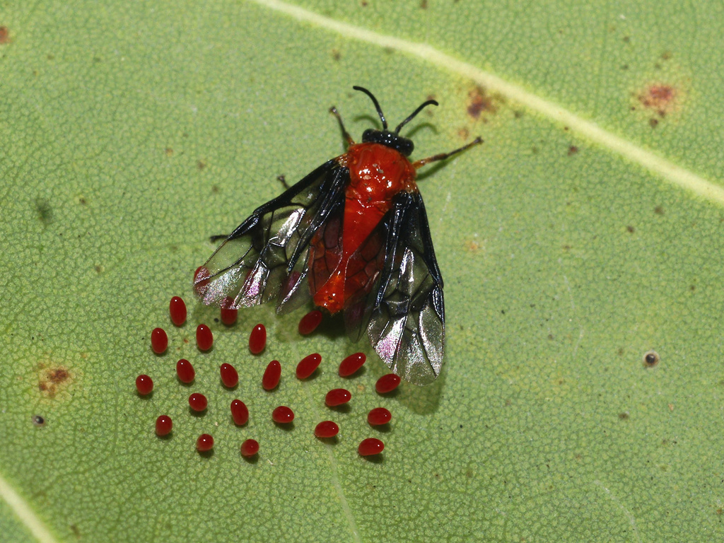 Sericoceros