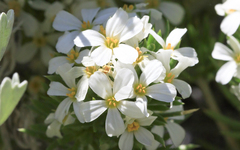 Leptosiphon nuttallii