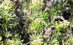 Leptosiphon nuttallii