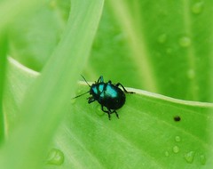 Colasposoma dauricum