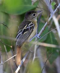 Thamnophilus melanonotus