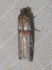 Acrobasis comptella