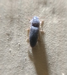 Elateridae
