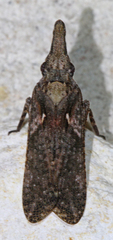 Amycle vernalis