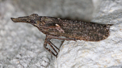 Amycle vernalis