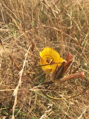Calochortus clavatus