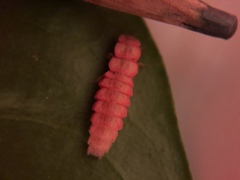 Microphotus angustus