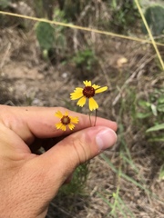 Helenium amarum
