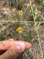 Helenium amarum
