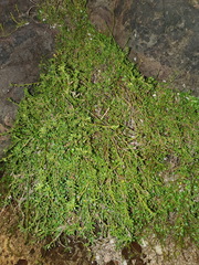 Samolus repens strictus