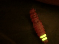 Microphotus angustus