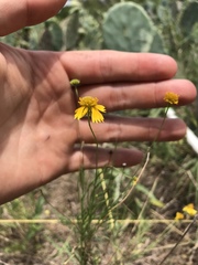 Helenium amarum