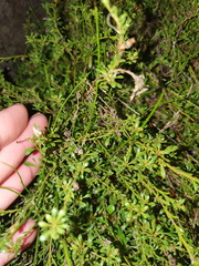 Samolus repens strictus