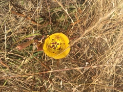 Calochortus clavatus